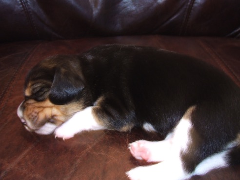 Blackie - side view.jpeg